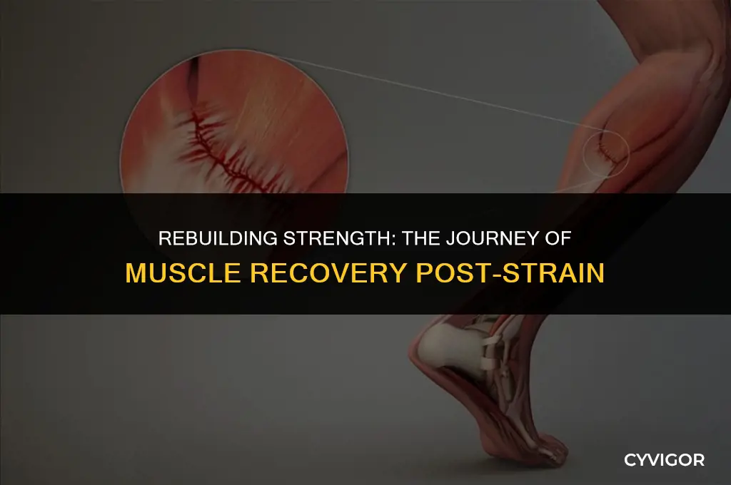 do muscles get stronger after a strain