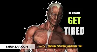 Understanding Muscle Fatigue: Why Do Muscles Get Tired?
