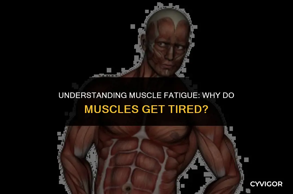 do muscles get tired