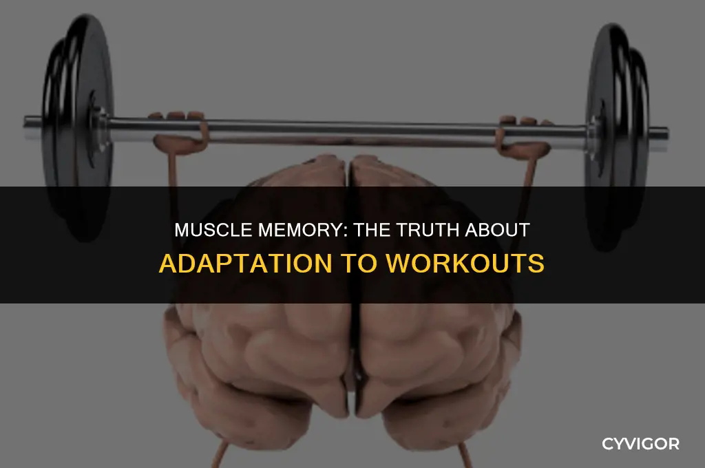 do muscles get used to workouts