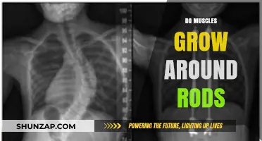 Do Muscles Grow Around Rods? Unraveling the Myth and Science