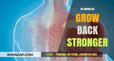 Rebuilding Strength: The Science Behind Muscle Recovery and Growth