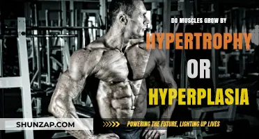 Muscle Growth Unveiled: Hypertrophy vs. Hyperplasia Explained