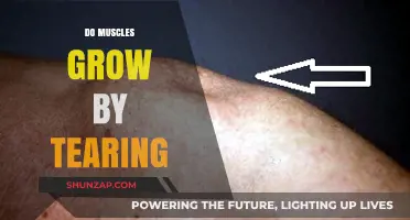 Muscle Growth Myth: Do Muscles Really Grow by Tearing?
