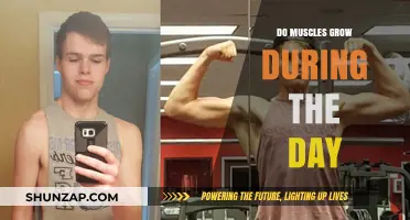 Muscle Growth Timing: Do Muscles Actually Grow During the Day?