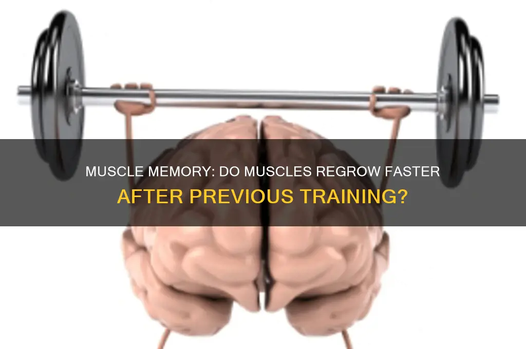 do muscles grow faster the second time