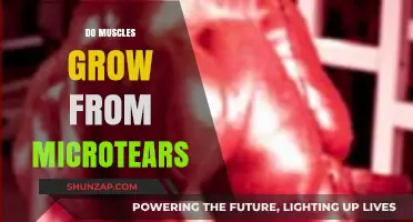 Microtears and Muscle Growth: Unraveling the Science Behind Strength Gains