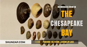 Chesapeake Bay's Muscle Growth: Unveiling the Secrets of Aquatic Fitness