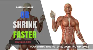 Muscle Growth vs. Shrinkage: Which Process Outpaces the Other?