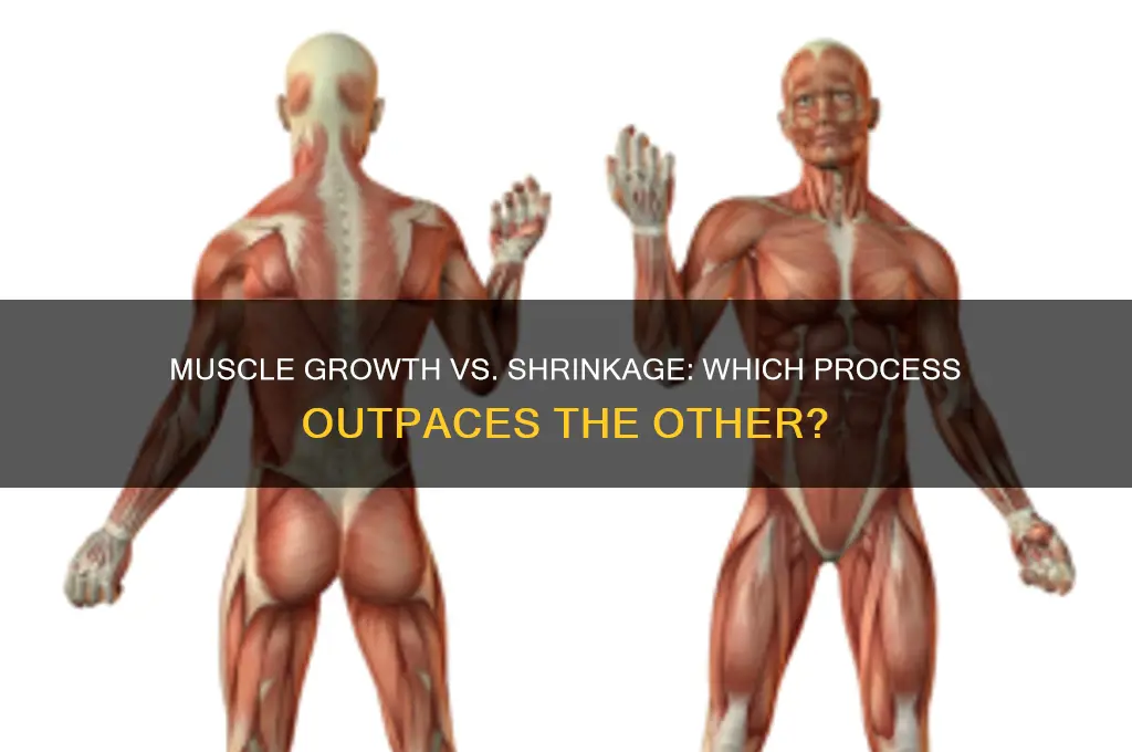 do muscles grow or shrink faster