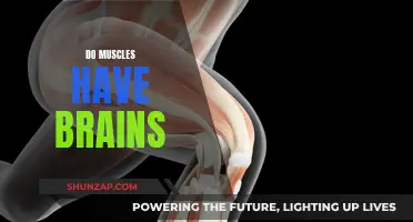 Muscle Intelligence: Brain-like Abilities in Human Muscles