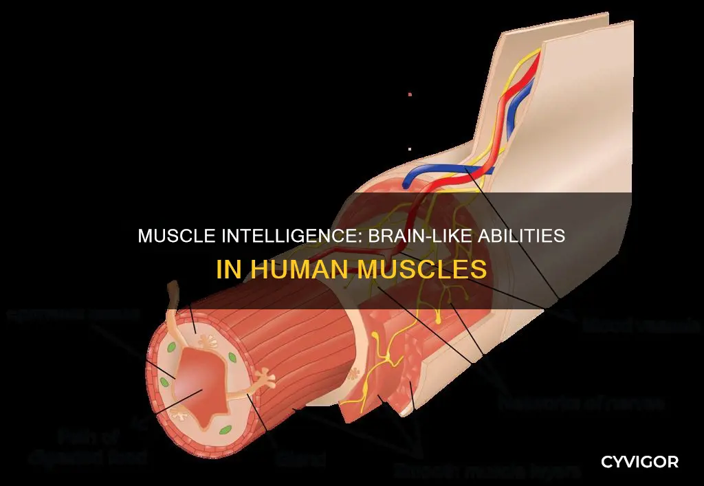 do muscles have brains