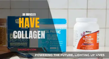 Collagen and Muscle: The Unseen Support System
