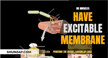 Muscle Membranes: Excitable or Not?
