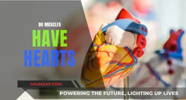 Muscle Tissue and Cardiac Cells: Heart of the Matter