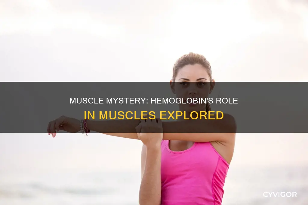 do muscles have hemoglobin