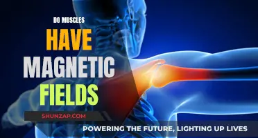 Do Muscles Have Magnetic Fields? Answering the Question