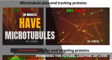 Muscle Microtubules: Their Role and Function Explained