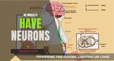 Muscle Neurons: What's the Connection?
