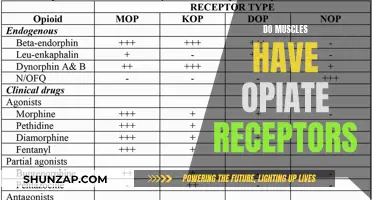 Muscle Opiate Receptors: The Science Behind It