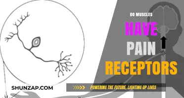 Do Muscles Have Pain Receptors? Unraveling the Science Behind Muscle Pain