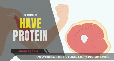 Muscle Growth and Protein: The Direct Relationship