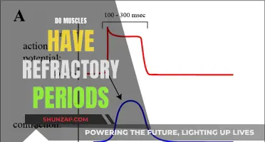 Muscle Refractory Periods: Understanding the Science of Muscle Recovery