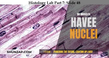 Muscle Tissue and Their Unique Nuclear Properties