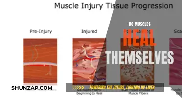 Muscle Recovery: Do They Heal Themselves?
