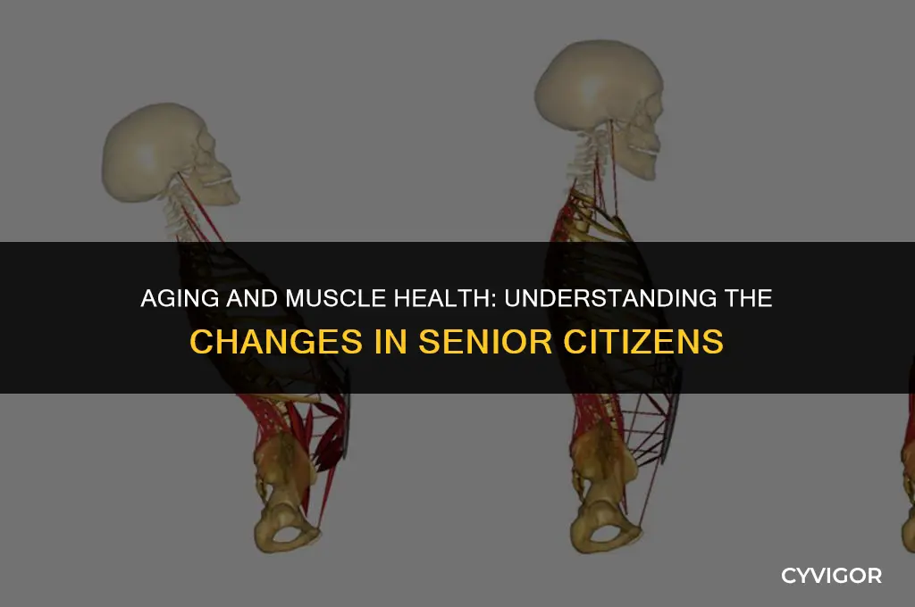 do muscles in senior citizens weaken as they get older