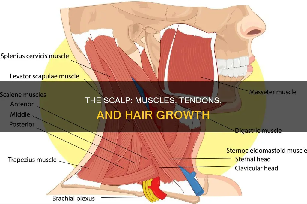 do muscles in the scalp