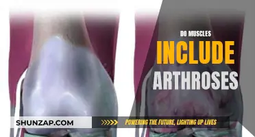Understanding Arthroses: Are They Muscles or Not?