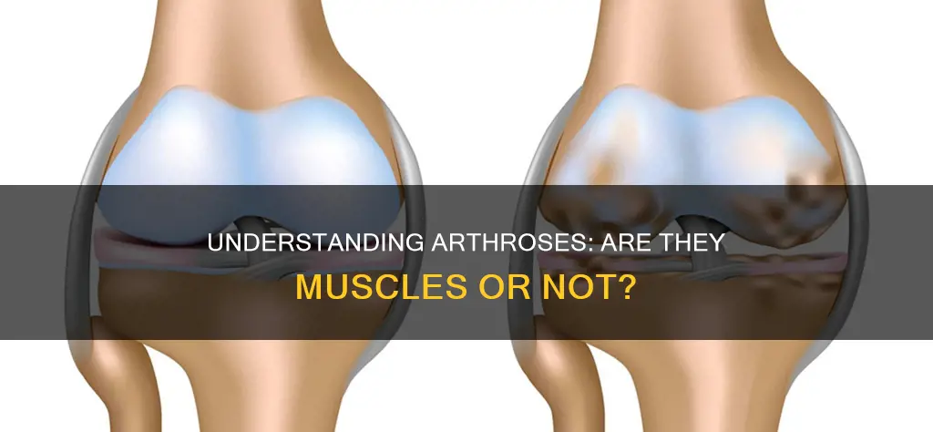 do muscles include arthroses