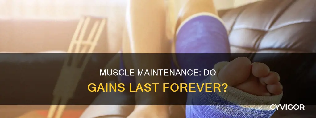 do muscles last forever