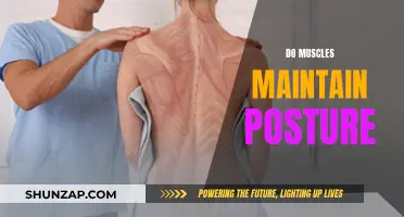 Muscle Power: Posture Maintenance and Body Support