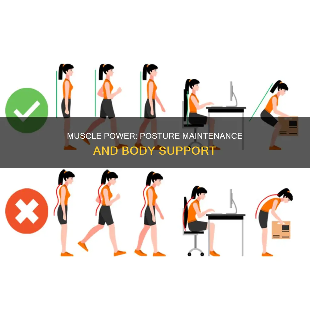 do muscles maintain posture
