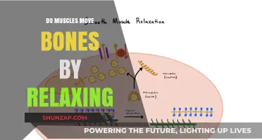 How Muscles Relax to Move Bones: Unveiling the Fascinating Mechanism