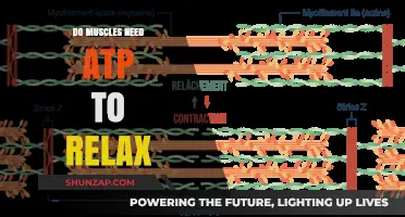Muscle Relaxation: The Essential Role of ATP Explained