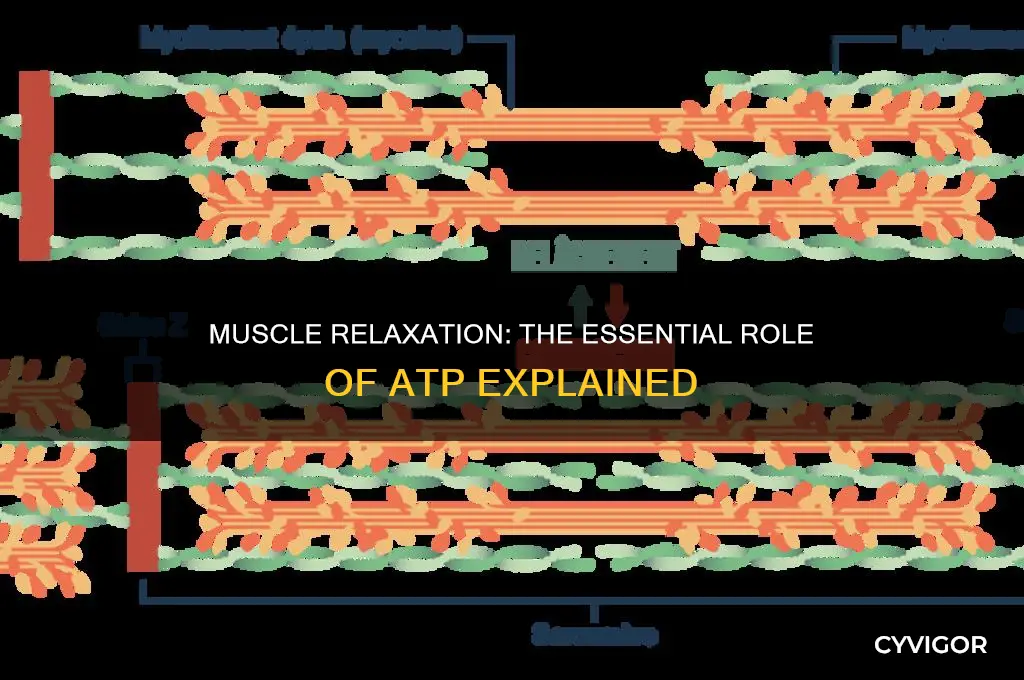 do muscles need atp to relax