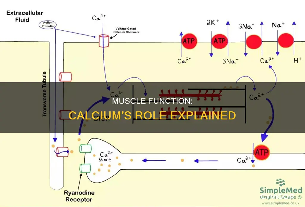 do muscles need calcium