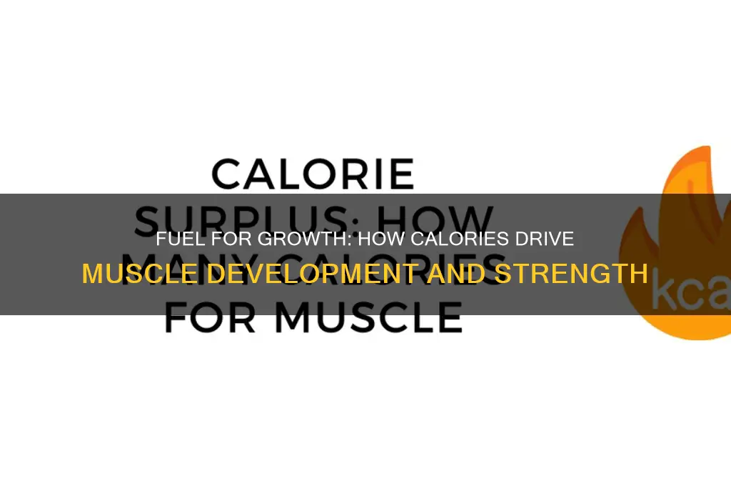do muscles need calories to grow