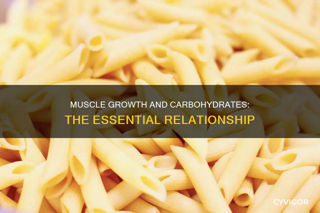 do muscles need carbs