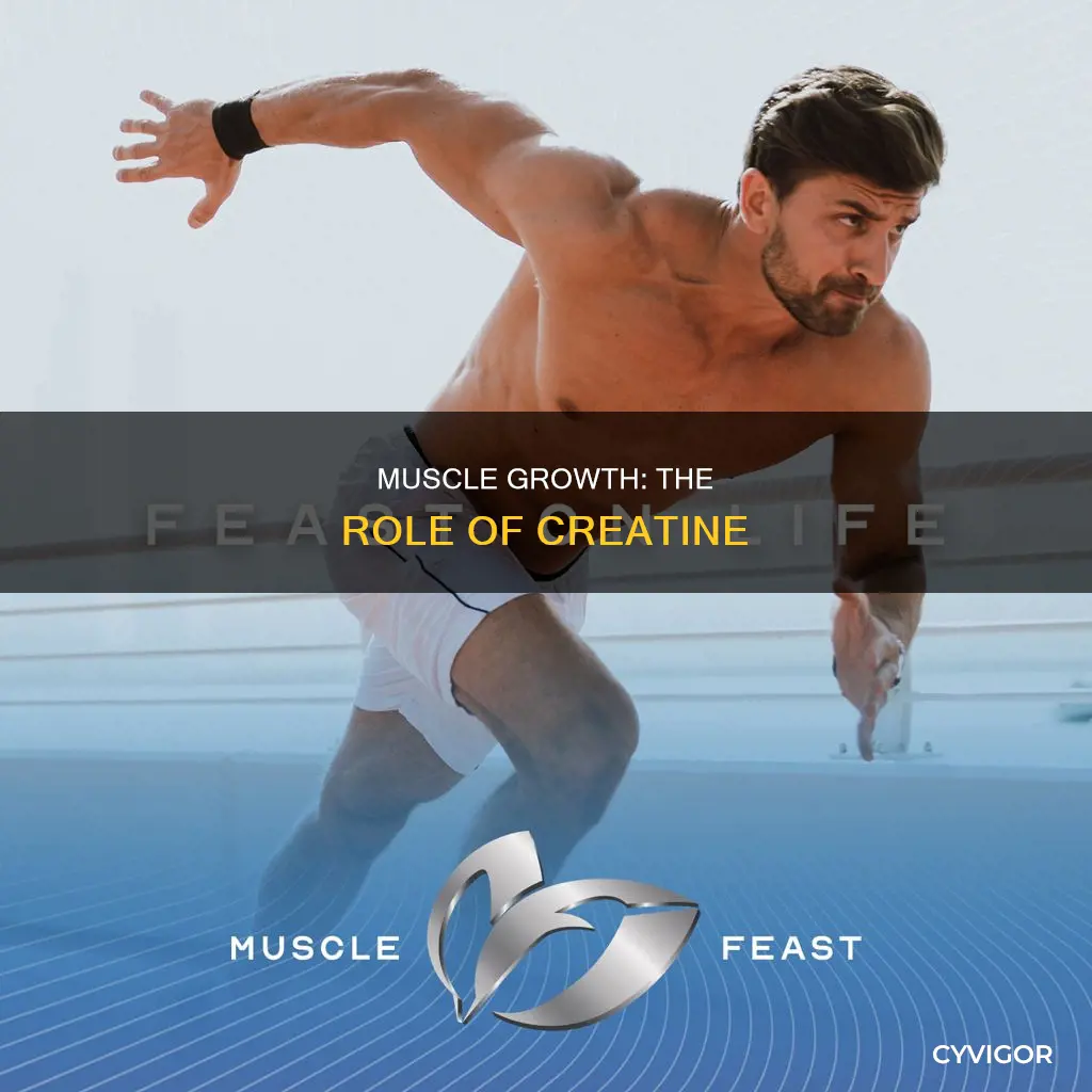 do muscles need creatine