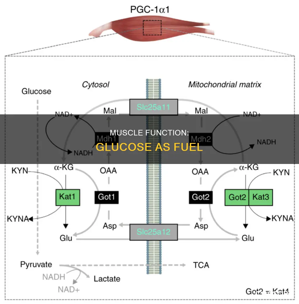 do muscles need glucose