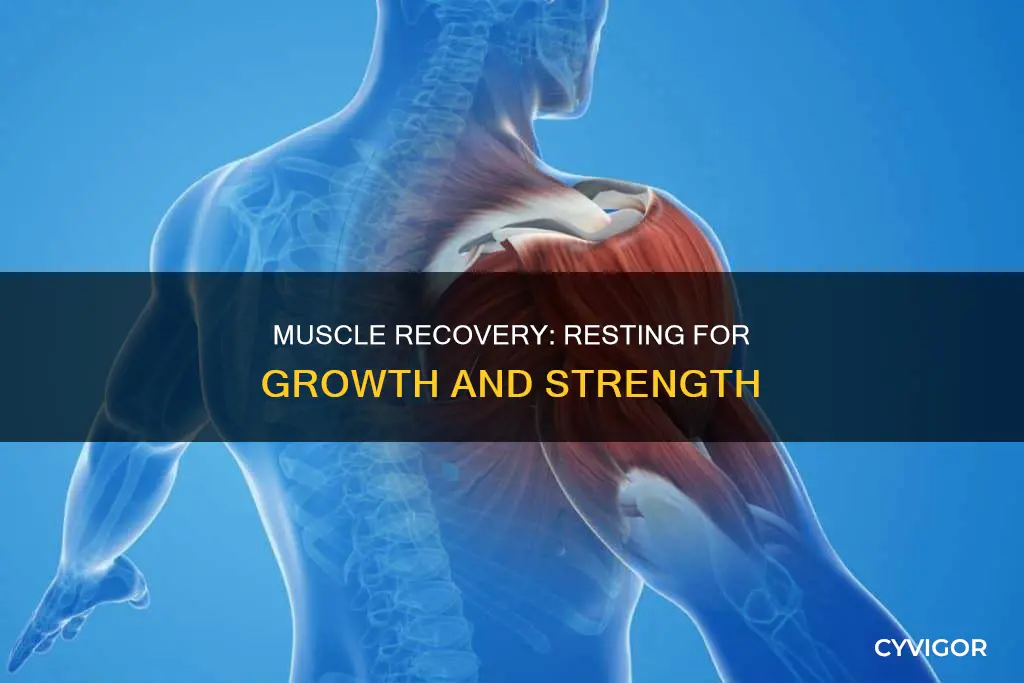 do muscles need rest