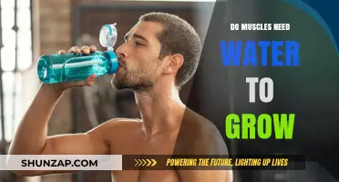 Hydration and Muscle Growth: The Essential Role of Water in Fitness
