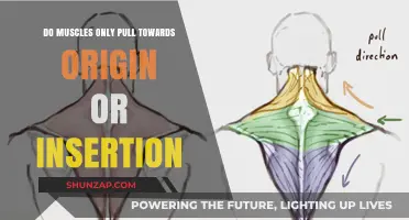 Muscle Mechanics: Do Muscles Only Pull Towards Origin or Insertion?