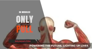 Muscles: Pulling, Pushing, and the Science Behind Their Function