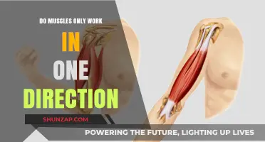 Muscle Mechanics: Do Muscles Truly Function in a Single Direction?