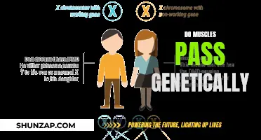 Muscle Genetics: Nature's Gift or Inherited Curse?
